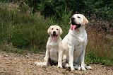 LABRADOR 1246